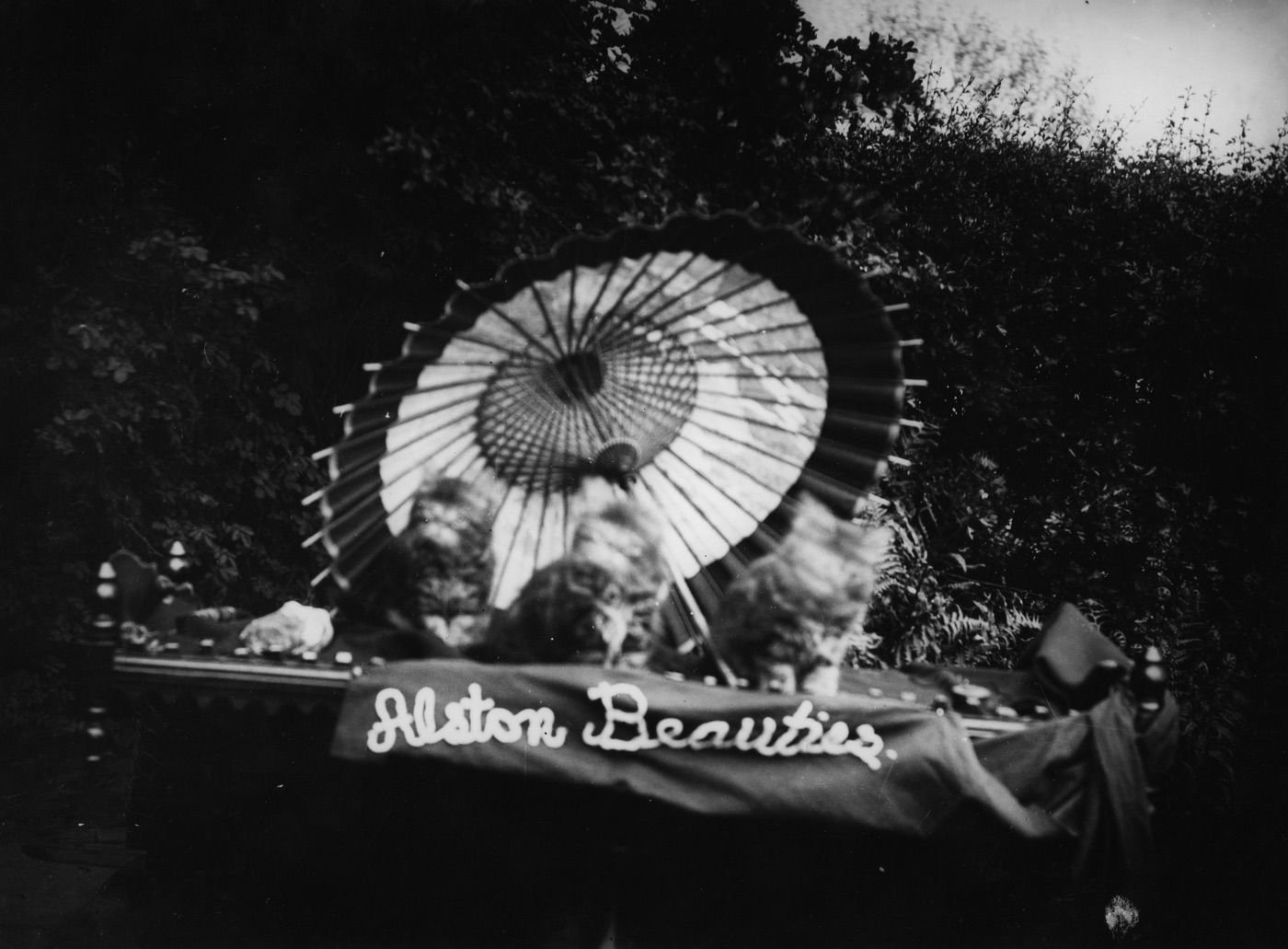 Coll. AMHS. Modern print from a glass plate ex Don Middleton collection. Failed attempt to make kittens stay still during an exposure! Poss. HWA.